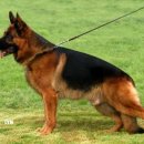 전원애견 이미지