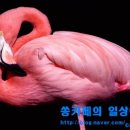 플라밍고 이미지