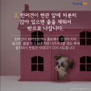 올어바웃펫 이미지