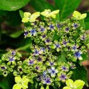 아델라농장 이미지