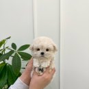 홀리퍼피