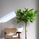 식물로부터 이미지