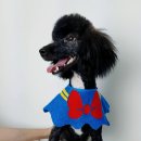 소울독 이미지