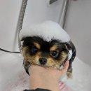 굿데이멍 이미지