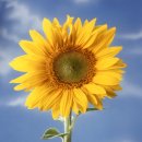 조경기능사 이미지