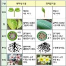 힌트2- 쌍떡잎식물과 외떡잎식물 구분 이미지