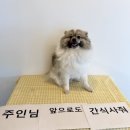 비바 | 구미 애견유치원 추천｜비바도기 후기, 밤돌이 첫 등원! 애견유치원부터 미용까지