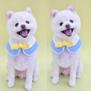 꼼꼼하개 이미지