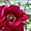 모란모란 이미지