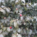 현산면 구시리 ~ 장고개 이미지