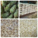 오동나무집 | 가평잣 햇잣 300g 오동나무 포장 후기, 조선시대 트러플이라 불리는 이유