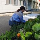 안중초등학교 | 안중초등학교 학교텃밭수업 후기｜유럽상추 수확체험과 어버이날 카네이션 화분만들기 원예수업
