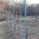 법인과일나무