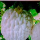 약초씨앗, 희귀약초씨앗판매-종료 이미지