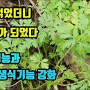 사상자-신장의 정기를 북돋고 양기를 높이는 최고약초! 남성의 양기증진, 남여의 정력강화, 수족냉증이 개선되고, 여성의 불임증을 치료한다 이미지