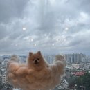 몽꾸꾸 이미지