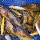 스카이좌대낚시터 이미지