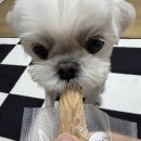 보틀노즈 | 대전 관저동 강아지 수제간식 굽냥굽댕 + 설아도 반한 건강간식 후기