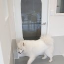 해피독쌤 이미지
