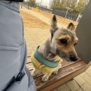 강아지 천국 | 🐶 오산 반려견 테마파크 다녀온 솔직 후기 (강아지 천국 인정)