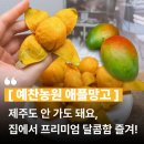 국산 애플망고 추천｜예찬농원 제주 미니 애플망고, 센스 있는 고당도 과일선물세트 대만족 후기