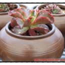 샤론2농장 이미지