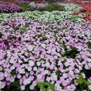 선화양봉 이미지