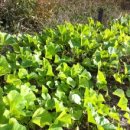 정례농장 이미지