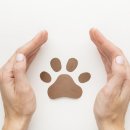 평택 애견미용 살롱 드 쭈 | 🐾 발바닥 털은 왜 정리해야 할까? | 몽뚜에서 자주 설명드리는 이유들