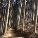 하동편백자연휴양림 이미지