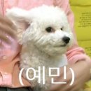 댕들