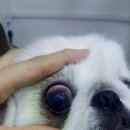덕수동물병원 이미지