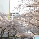 남천동 벚꽃길 걸어보기 & 일식당 ' 다미 ' 들려보기.... 이미지
