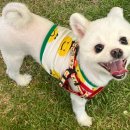 데려오개 이미지