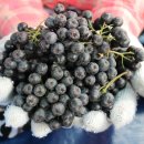 은애농장 이미지