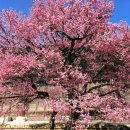 지리산농협 산내지점 | 통도사 우담바라! 불교 성지에 나타난 길조? 마음을 씻어주는 하얀 꽃송이의 기적