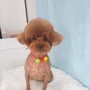 쥬니애견 이미지