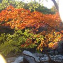 풀잎향기 이미지