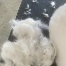 고양이미용연구소 이미지