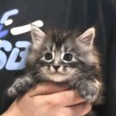 울산고양이분양 도레미캣 이미지