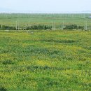 해바라기농장 이미지