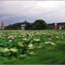 춤연