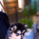 스누피독 miniteacuppuppy 네이버블로그