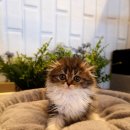 하이바이 분양소 | 드디어 고양이입양 하이바이분양소 후기