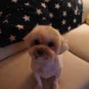 젤리즈펫