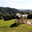 시영목장 이미지