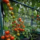 진주텃밭 이미지