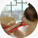 캣플헤븐 앨리웨이 광교점 | 수원 고양이카페 캣플헤븐 앨리웨이 광교 데이트 아이랑 나들이