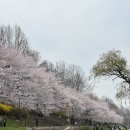 양재도서관 | [2026 벚꽃 명소] 양재천 벚꽃 주말 코스 추천! 매봉역-양재도서관 | 양재천 벚꽃 후기