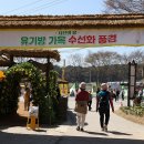 서산 운산 유기방가옥 수선화 축제 이미지